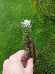 Lasiocephalus ovatus