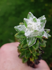 Lasiocephalus ovatus