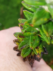 Lasiocephalus ovatus