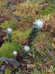 Lasiocephalus ovatus