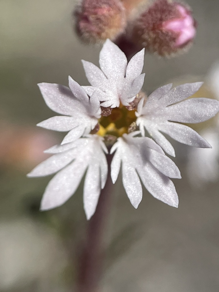 slender woodland star