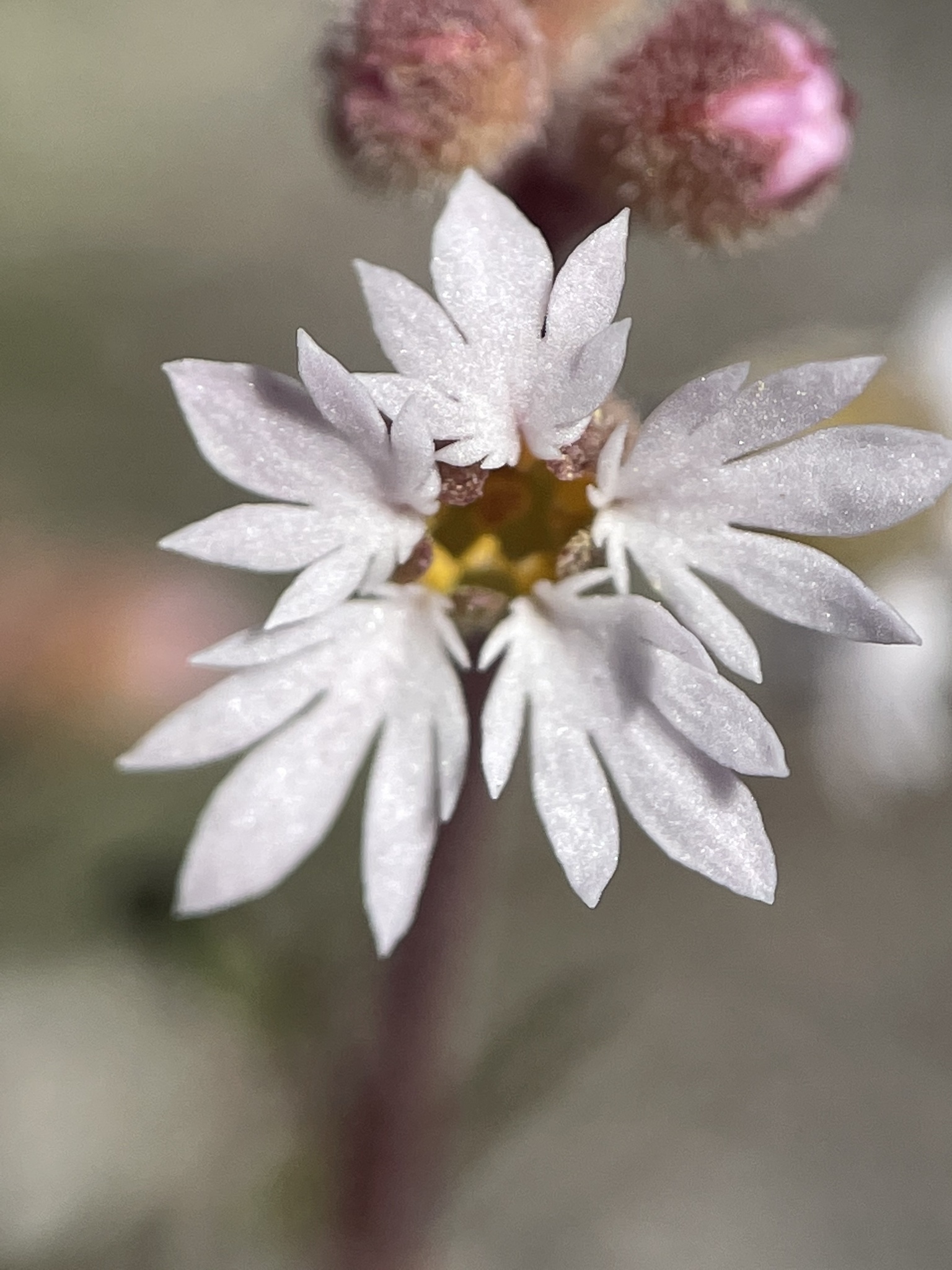 Lithophragma tenellum