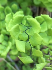 Adiantum jordanii