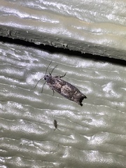 Pseudexentera spoliana