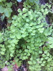 Adiantum jordanii