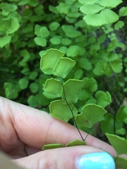 Adiantum jordanii
