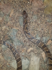 Stenorrhina degenhardtii