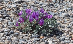 Astragalus uncialis