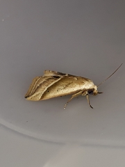 Micrathetis dasarada