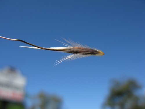Avena barbata