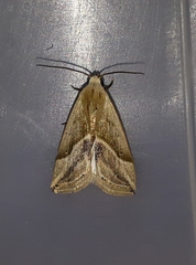 Micrathetis dasarada