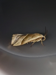 Micrathetis dasarada