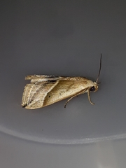 Micrathetis dasarada