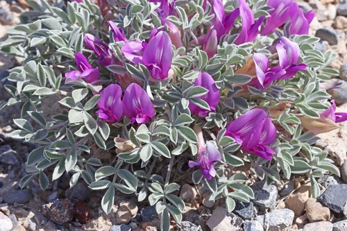 currant milkvetch (Astragalus uncialis)
