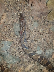 Stenorrhina degenhardtii