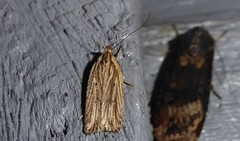 Agonopterix umbellana