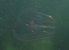 Bolinopsis microptera