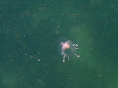 Euphysa