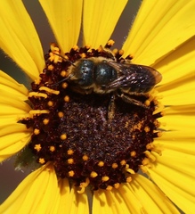 Osmia coloradensis