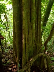 Stephanopodium costaricense