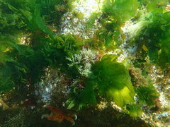 Cumathamnion decipiens