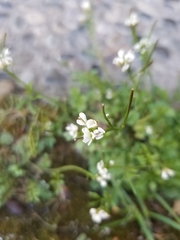Cardamine hirsuta