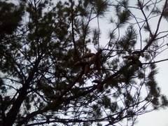 Pinus greggii