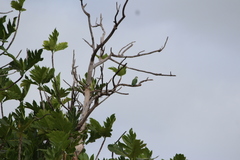 Ptilinopus porphyraceus
