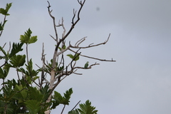 Ptilinopus porphyraceus