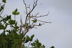 Ptilinopus porphyraceus