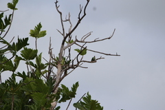 Ptilinopus porphyraceus