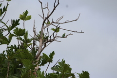 Ptilinopus porphyraceus