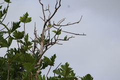 Ptilinopus porphyraceus