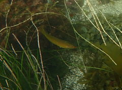 Halichoeres californicus