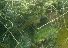 Halichoeres californicus