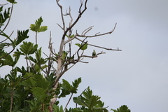 Ptilinopus porphyraceus