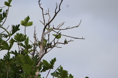 Ptilinopus porphyraceus