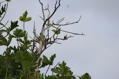 Ptilinopus porphyraceus