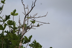 Ptilinopus porphyraceus