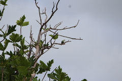 Ptilinopus porphyraceus