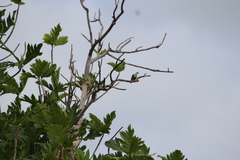 Ptilinopus porphyraceus