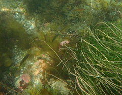 Halichoeres californicus