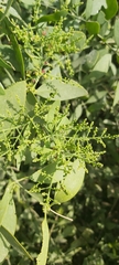 Salvadora persica