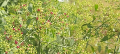 Salvadora persica