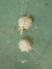 Latrodectus geometricus