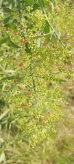 Salvadora persica