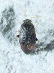 Phoenicocoris