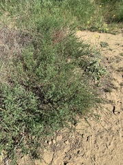 Acmispon dendroideus