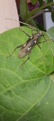 Eburia ovicollis