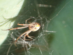 Latrodectus geometricus